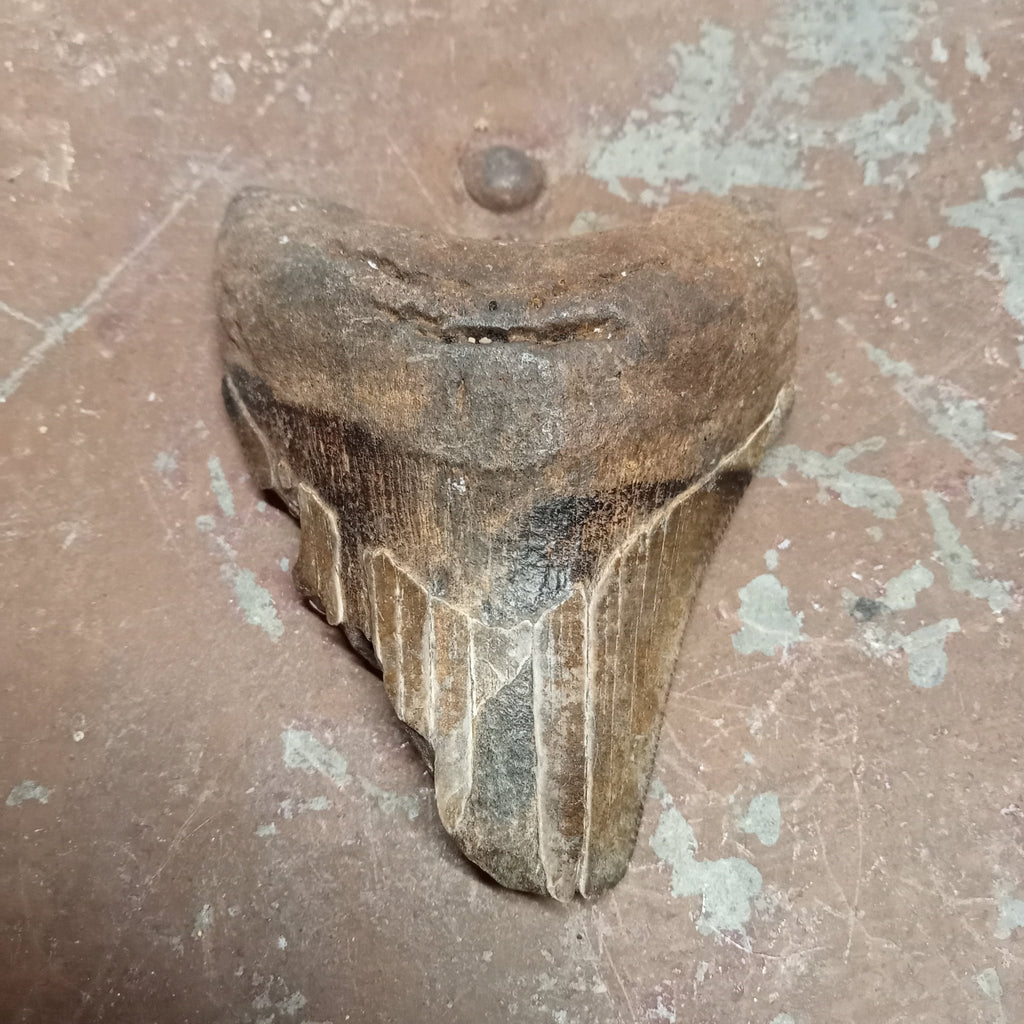 Megalodon tooth - Lost archives store - product_name_for_sale - product_name_for_sale_australia - category_name