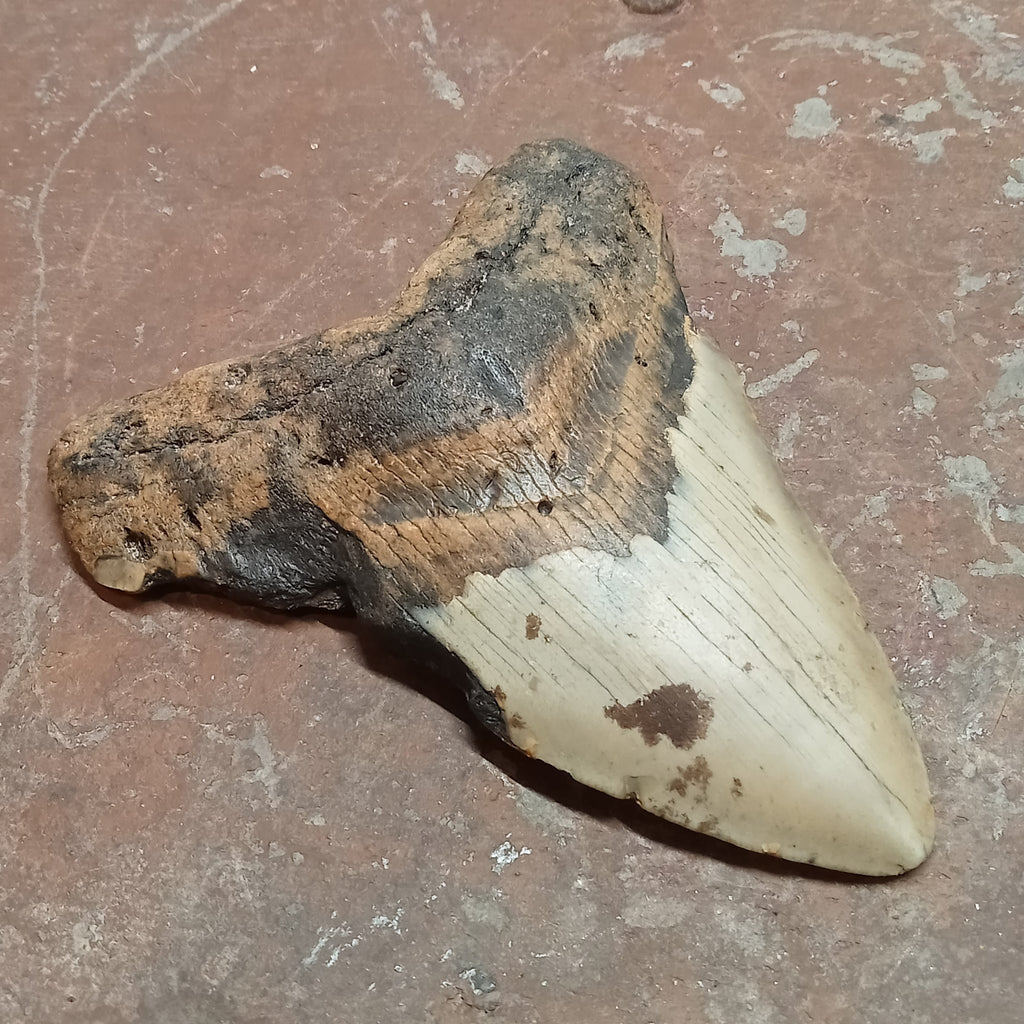 Megalodon tooth - Lost archives store - product_name_for_sale - product_name_for_sale_australia - category_name