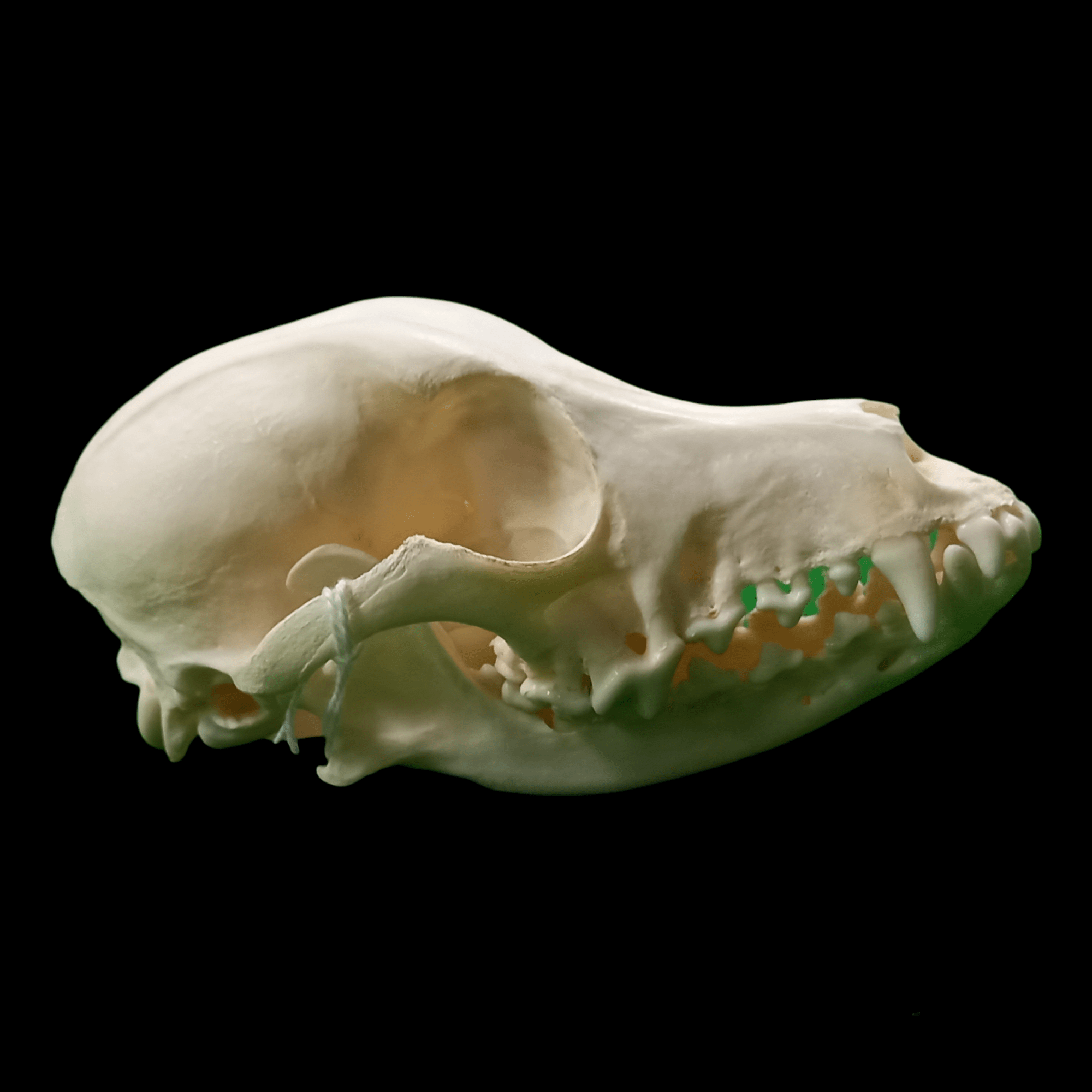 Miniature poodle skull - Lost archives store - product_name_for_sale - product_name_for_sale_australia - category_name
