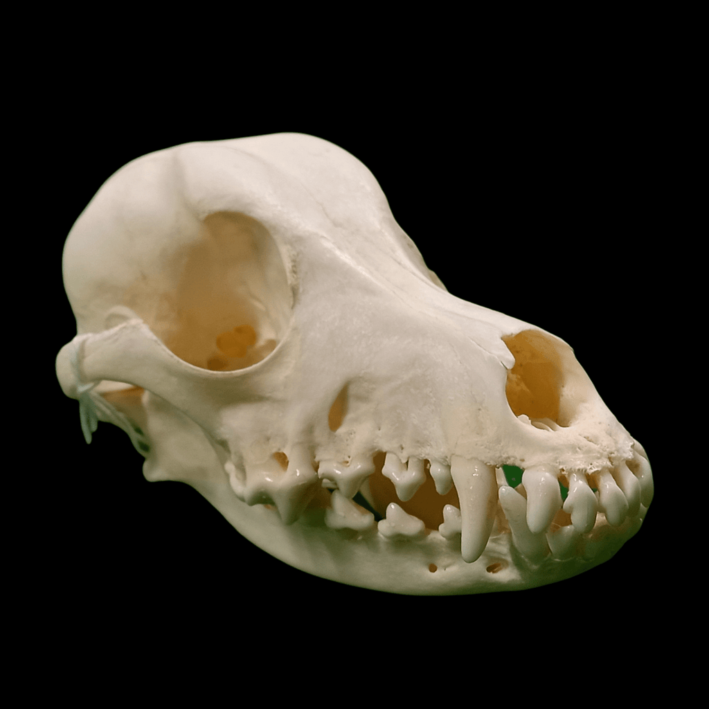 Miniature poodle skull - Lost archives store - product_name_for_sale - product_name_for_sale_australia - category_name
