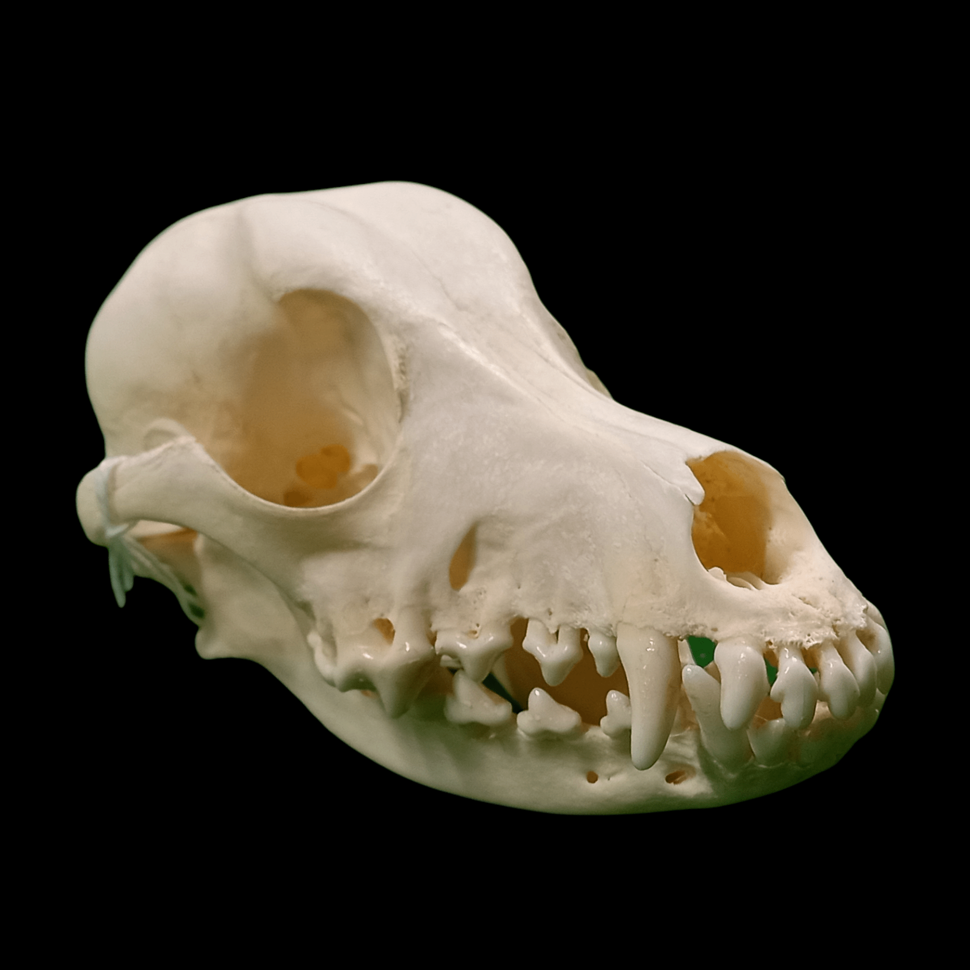 Miniature poodle skull - Lost archives store - product_name_for_sale - product_name_for_sale_australia - category_name