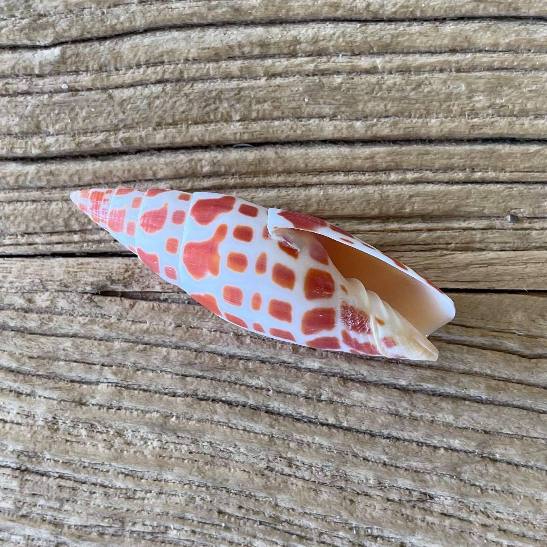 Miter shell - Lost archives store - product_name_for_sale - product_name_for_sale_australia - category_name