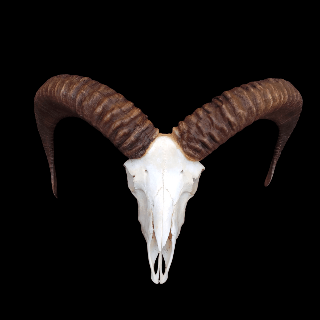 Mouflon skull - Lost archives store - product_name_for_sale - product_name_for_sale_australia - category_name