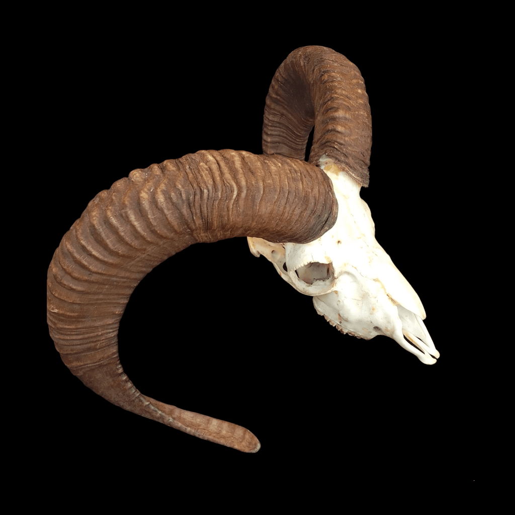 Mouflon skull - Lost archives store - product_name_for_sale - product_name_for_sale_australia - category_name