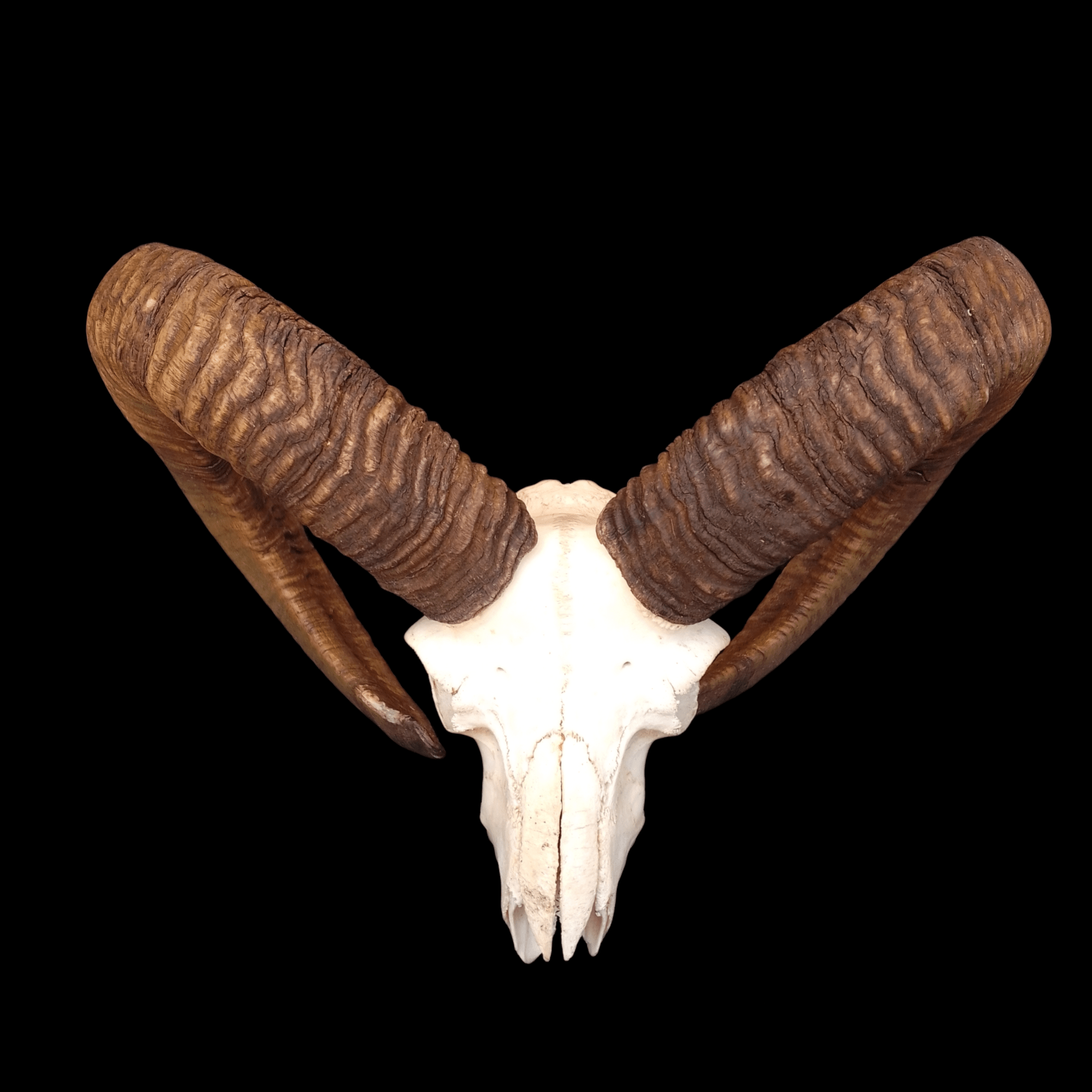 Mouflon skull - Lost archives store - product_name_for_sale - product_name_for_sale_australia - category_name