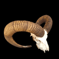 Mouflon skull - Lost archives store - product_name_for_sale - product_name_for_sale_australia - category_name