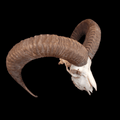 Mouflon skull - Lost archives store - product_name_for_sale - product_name_for_sale_australia - category_name