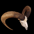 Mouflon skull - Lost archives store - product_name_for_sale - product_name_for_sale_australia - category_name