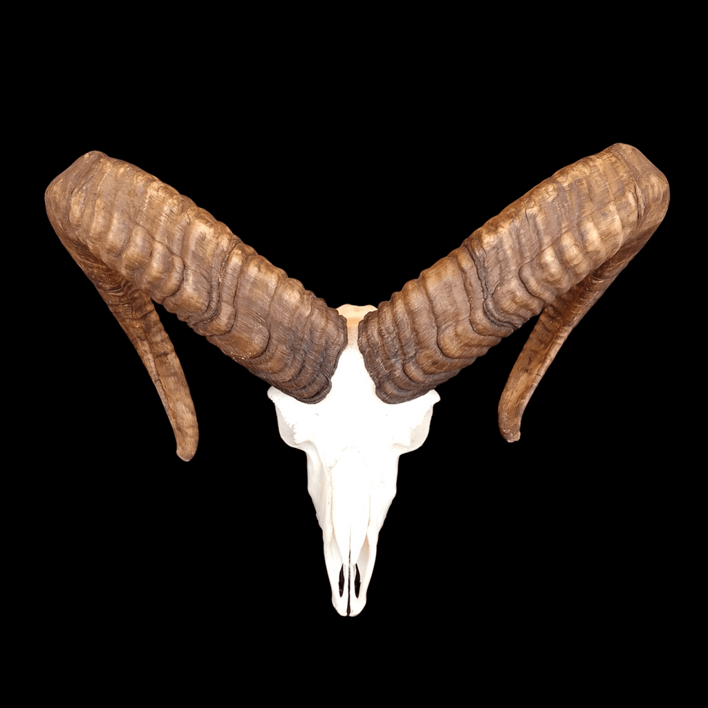 Mouflon skull - Lost archives store - product_name_for_sale - product_name_for_sale_australia - category_name