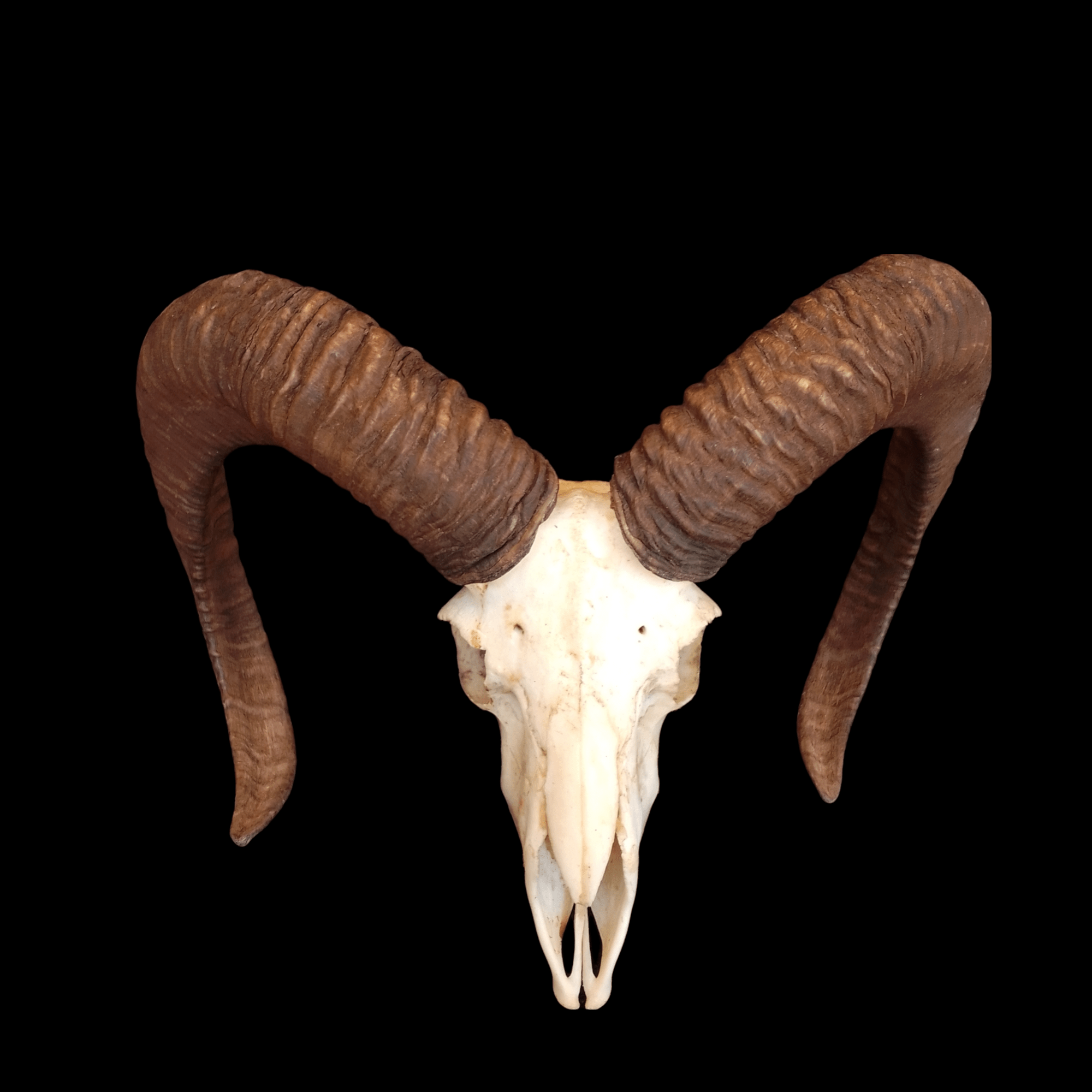 Mouflon skull - Lost archives store - product_name_for_sale - product_name_for_sale_australia - category_name