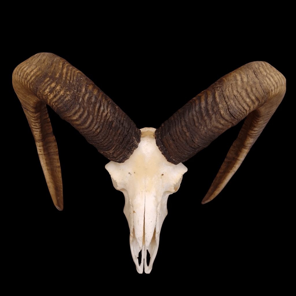 Mouflon skull - Lost archives store - product_name_for_sale - product_name_for_sale_australia - category_name