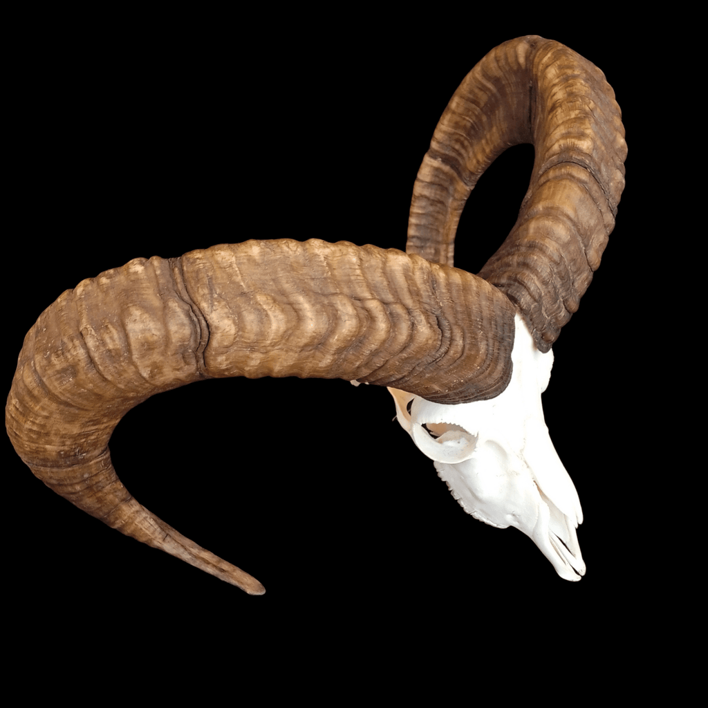 Mouflon skull - Lost archives store - product_name_for_sale - product_name_for_sale_australia - category_name