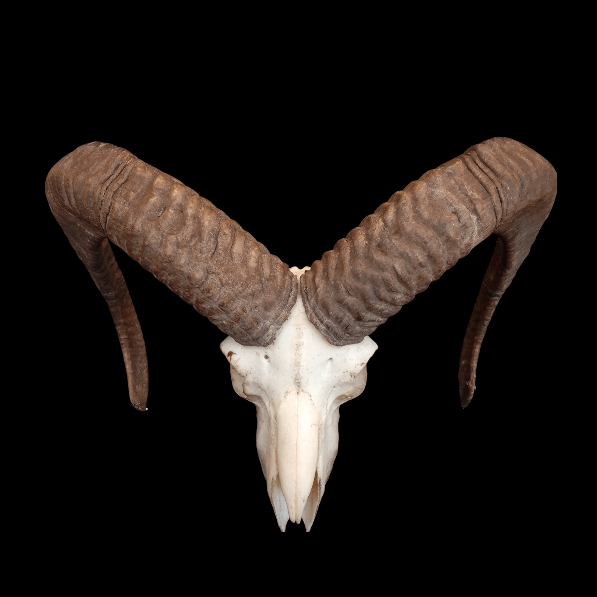 Mouflon skull - Lost archives store - product_name_for_sale - product_name_for_sale_australia - category_name