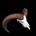 Mouflon skull - Lost archives store - product_name_for_sale - product_name_for_sale_australia - category_name