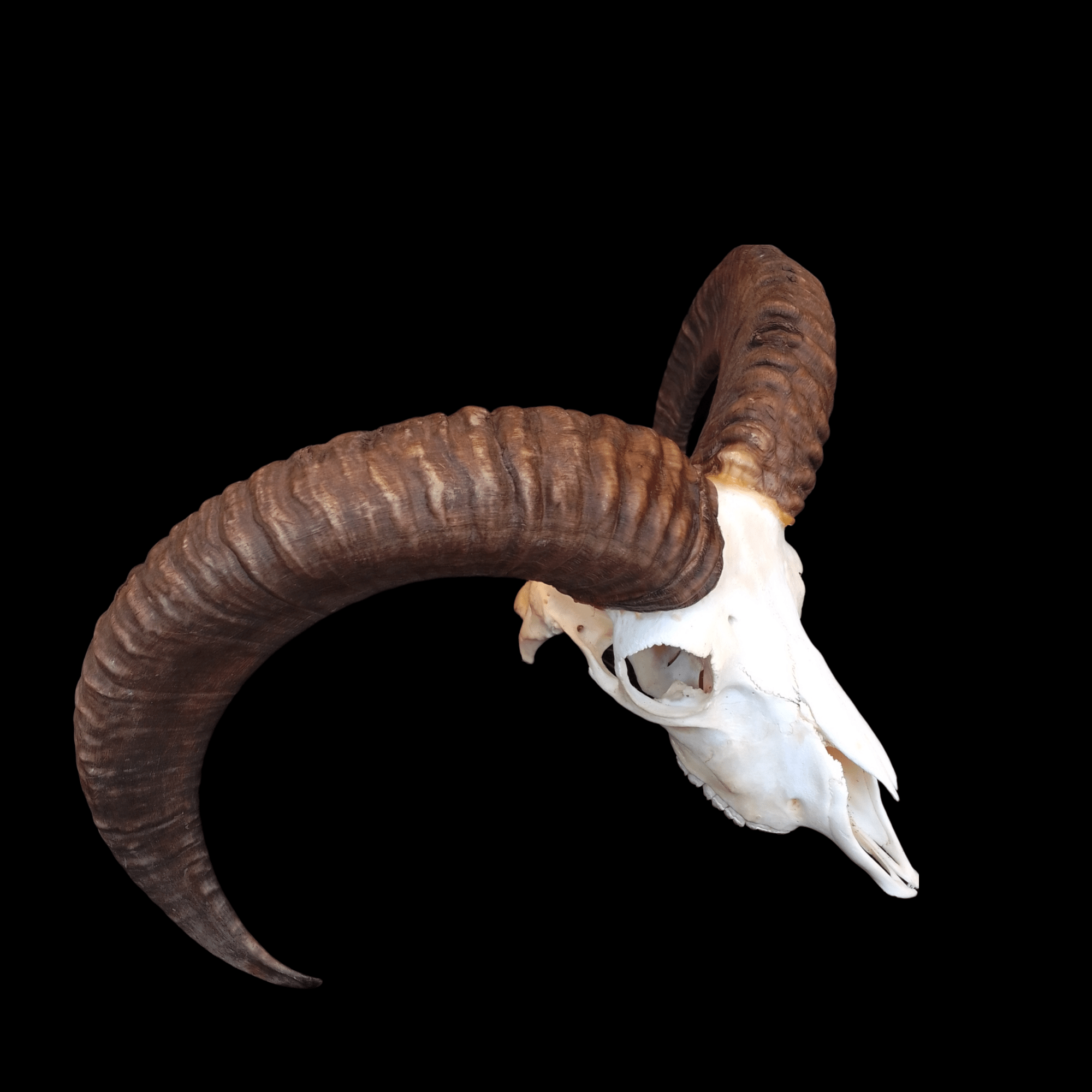 Mouflon skull - Lost archives store - product_name_for_sale - product_name_for_sale_australia - category_name