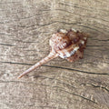 Murex haustellum shell - Lost archives store - product_name_for_sale - product_name_for_sale_australia - category_name