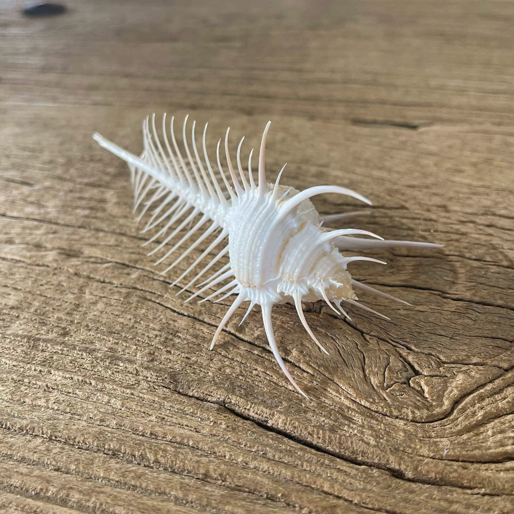 Murex pecten - Lost archives store - product_name_for_sale - product_name_for_sale_australia - category_name