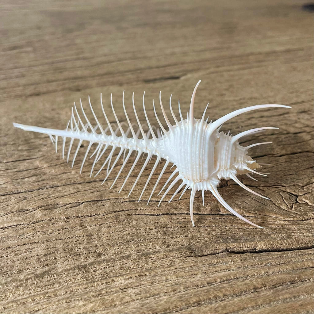 Murex pecten - Lost archives store - product_name_for_sale - product_name_for_sale_australia - category_name