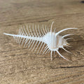 Murex pecten - Lost archives store - product_name_for_sale - product_name_for_sale_australia - category_name