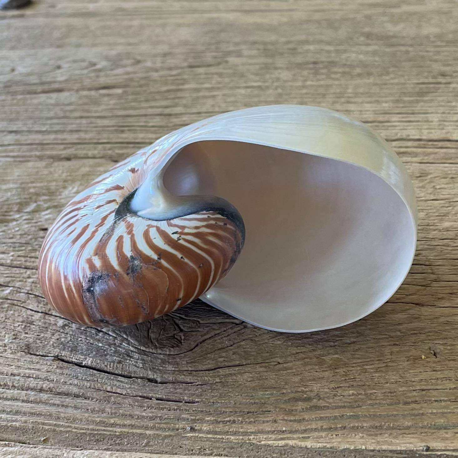 Nautilus shell - Lost archives store - product_name_for_sale - product_name_for_sale_australia - category_name