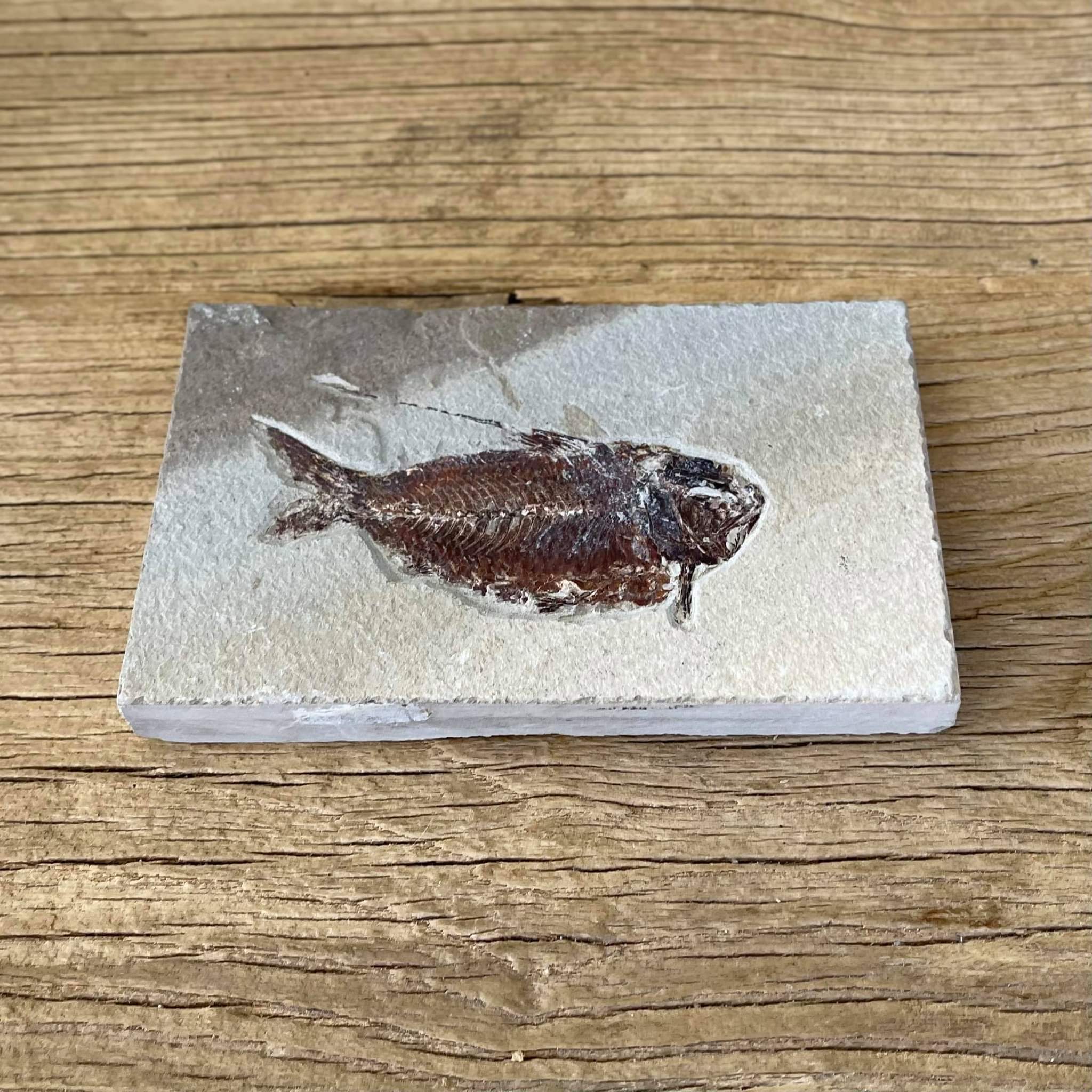 Nematonotus fossil - Lost archives store - product_name_for_sale - product_name_for_sale_australia - category_name