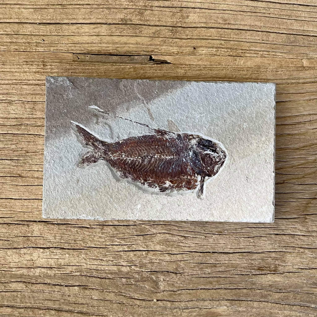 Nematonotus fossil - Lost archives store - product_name_for_sale - product_name_for_sale_australia - category_name