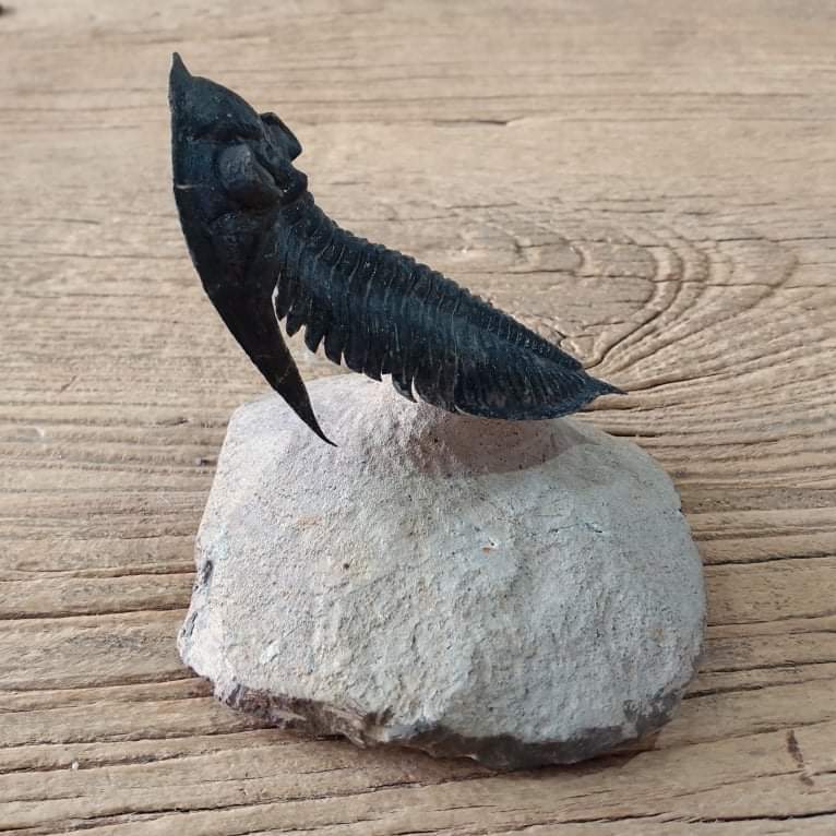 Odontochile Trilobite fossil - Lost archives store - product_name_for_sale - product_name_for_sale_australia - category_name