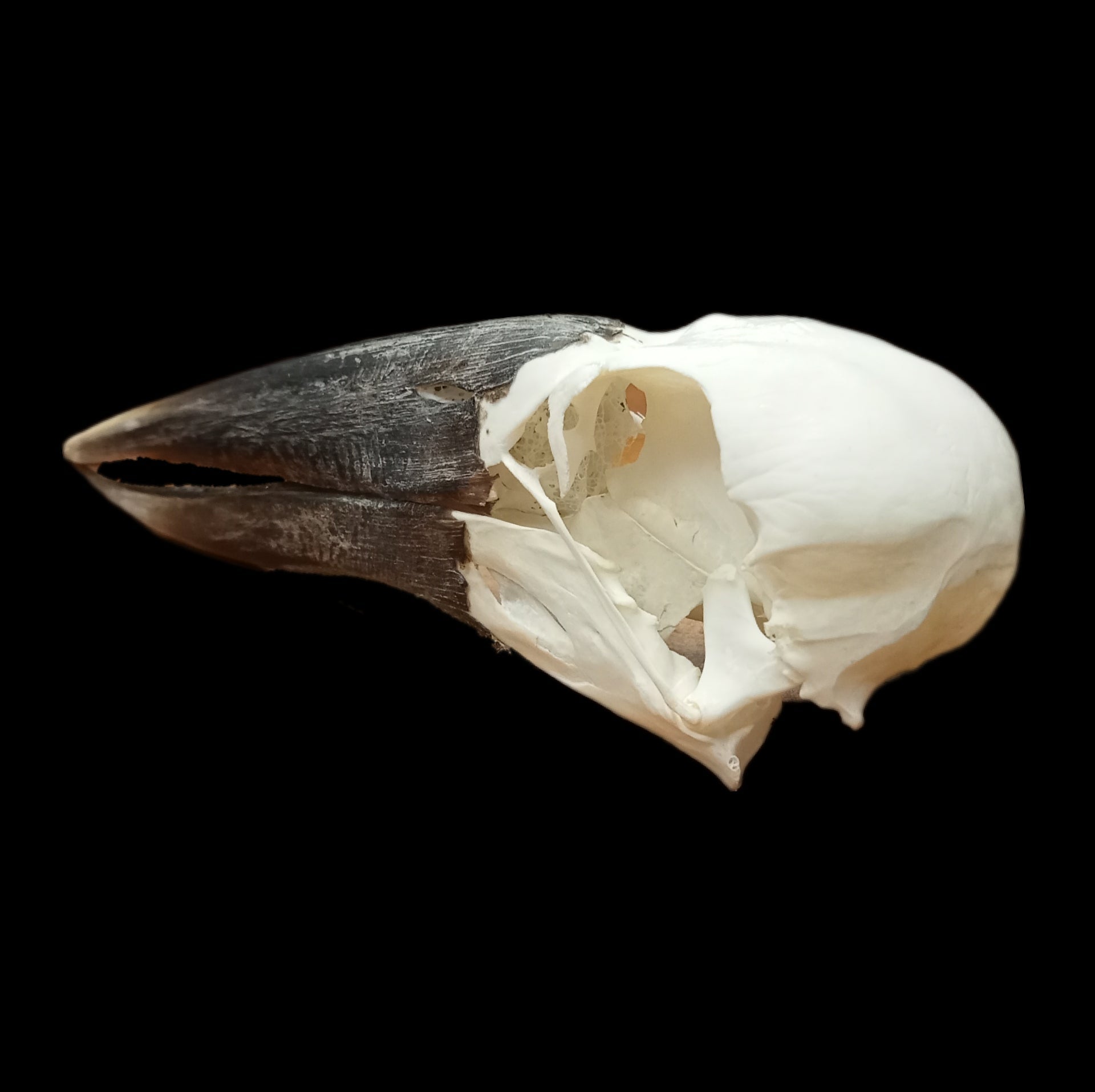 Open Billed Stork Skull - Lost archives store - product_name_for_sale - product_name_for_sale_australia - category_name