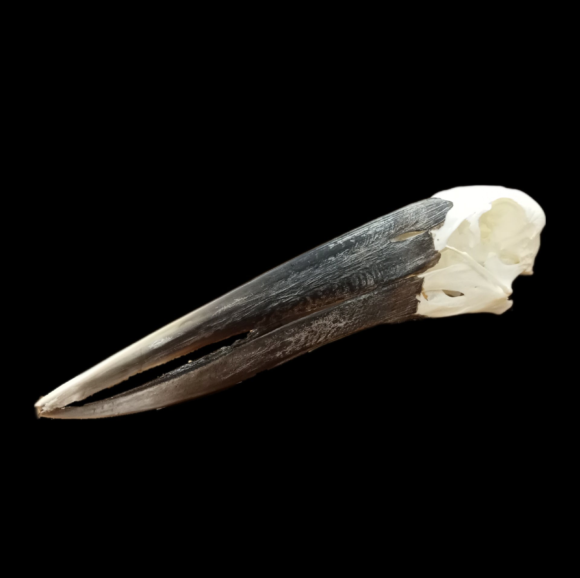 Open Billed Stork Skull - Lost archives store - product_name_for_sale - product_name_for_sale_australia - category_name