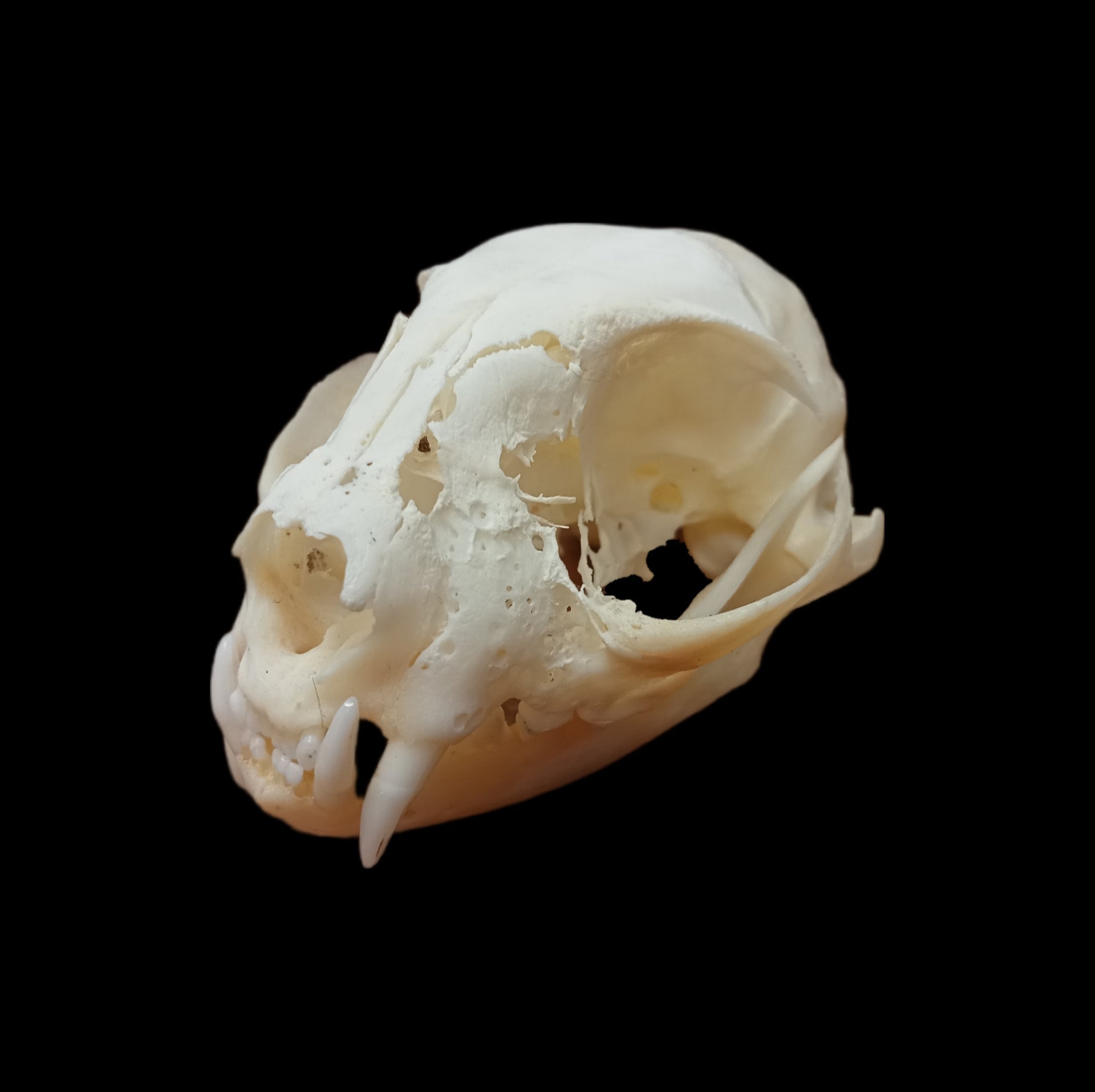 Pathological Abyssinian Cat Skull - Lost archives store - product_name_for_sale - product_name_for_sale_australia - category_name
