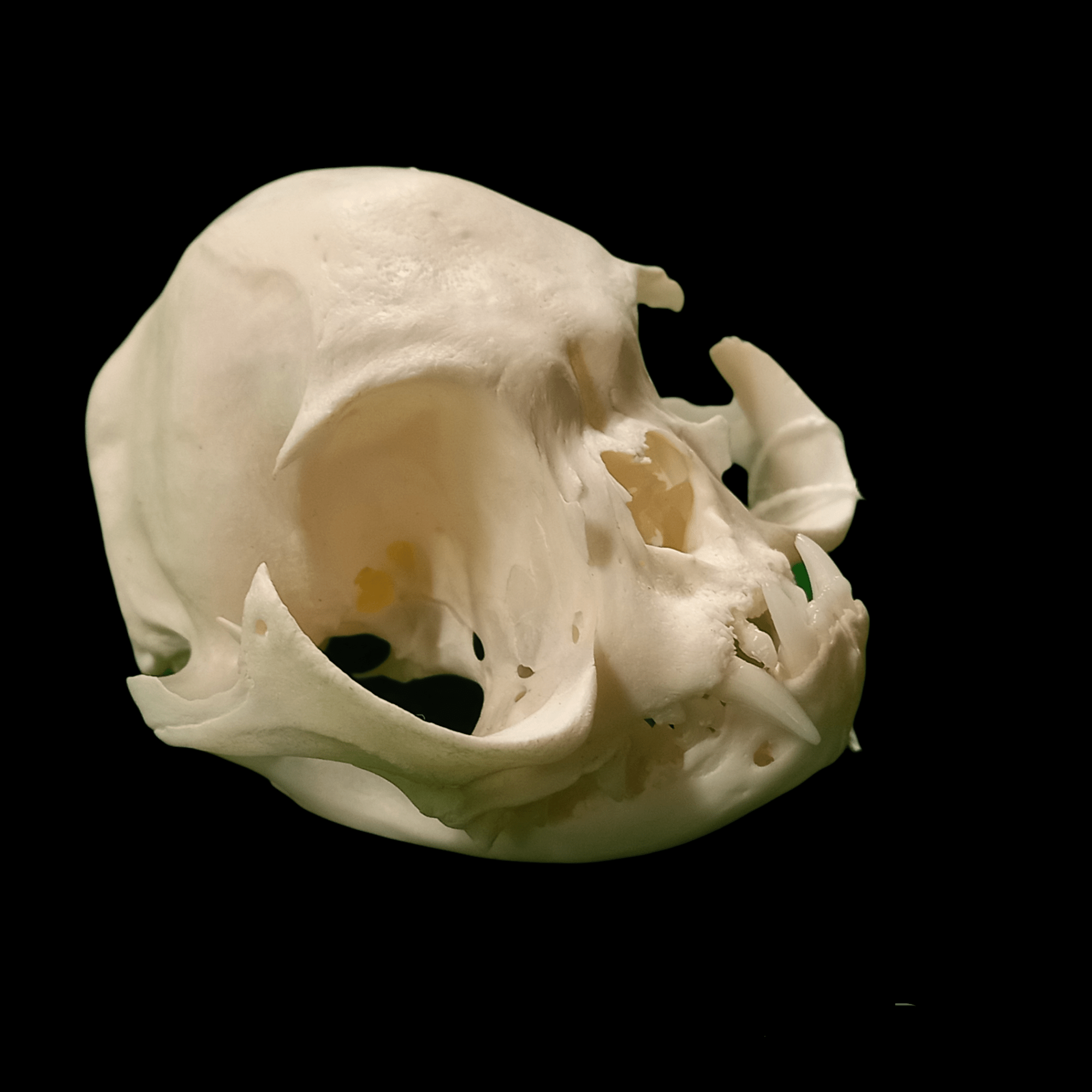 Persian cat extreme skull - Lost archives store - product_name_for_sale - product_name_for_sale_australia - category_name