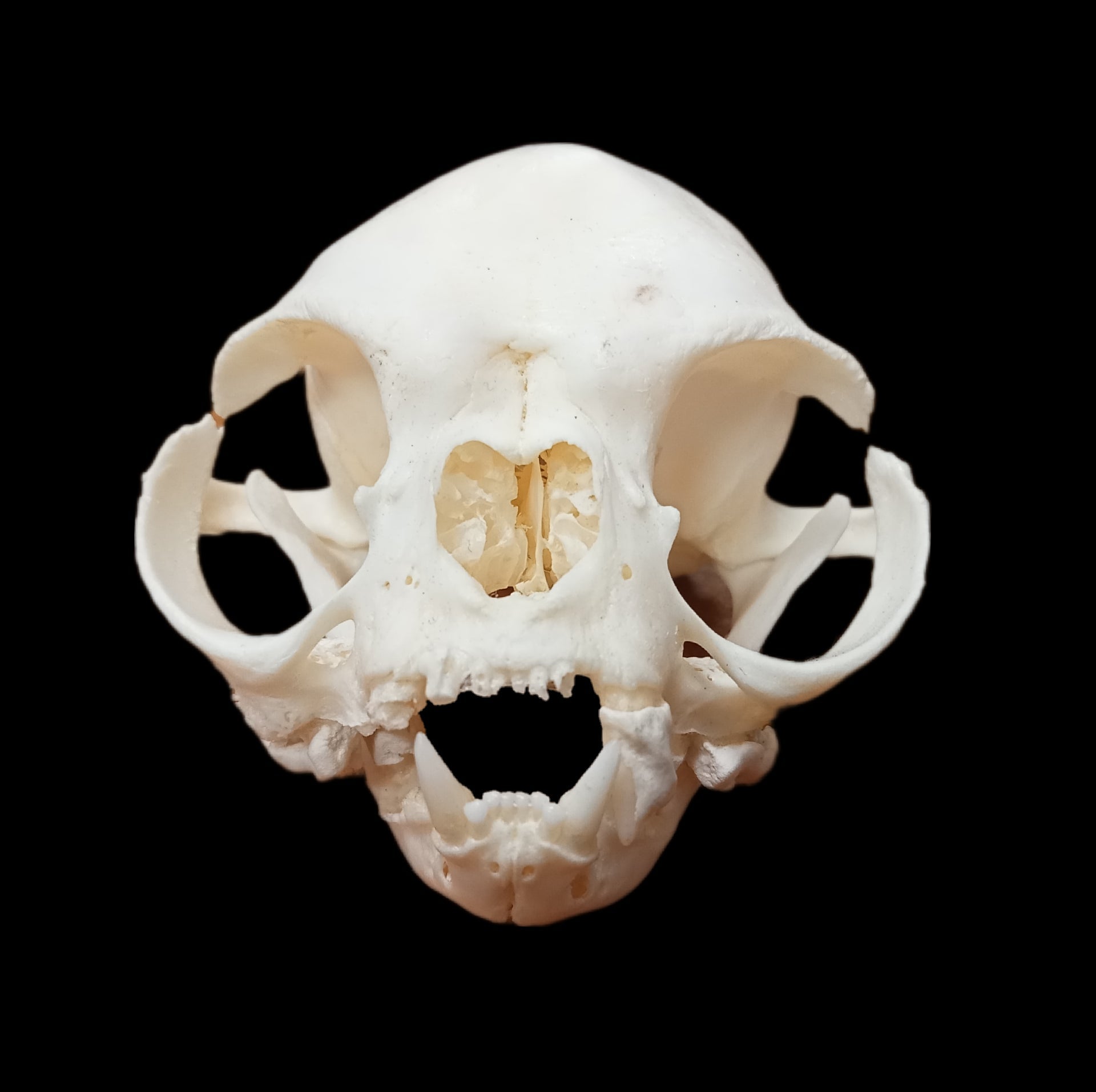 persian cat extreme skull - Lost archives store - product_name_for_sale - product_name_for_sale_australia - category_name