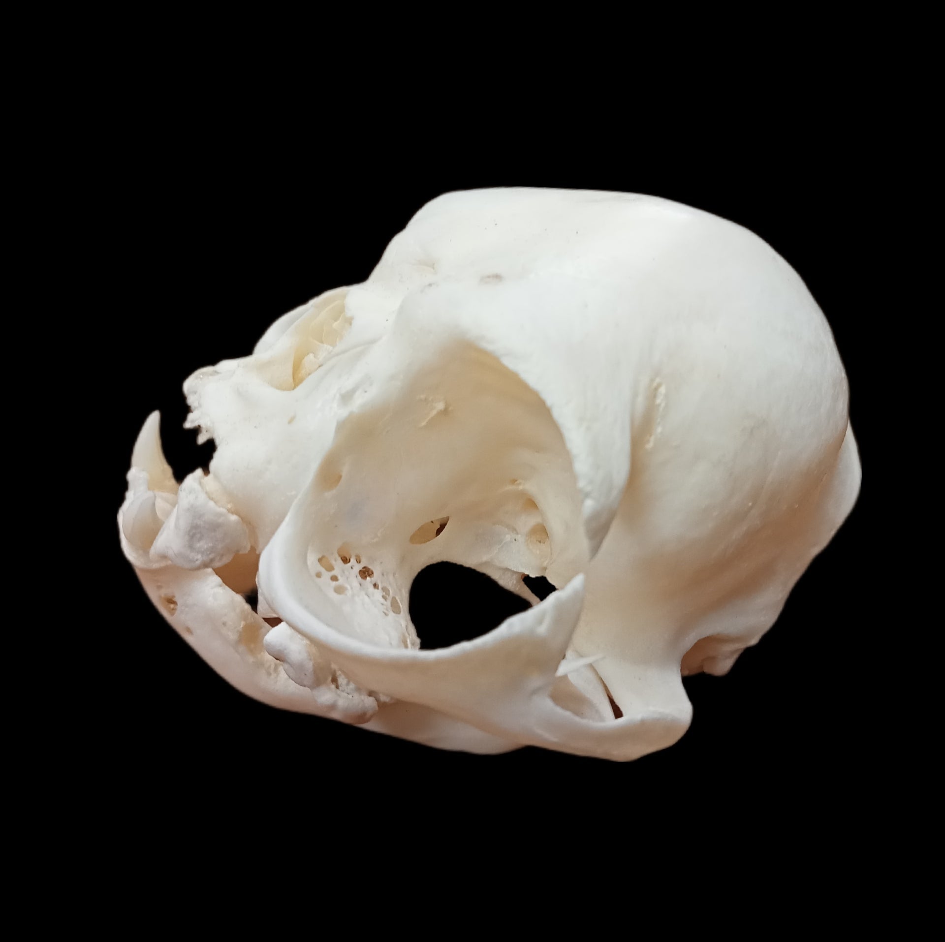 persian cat extreme skull - Lost archives store - product_name_for_sale - product_name_for_sale_australia - category_name