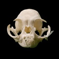 Persian cat extreme skull - Lost archives store - product_name_for_sale - product_name_for_sale_australia - category_name