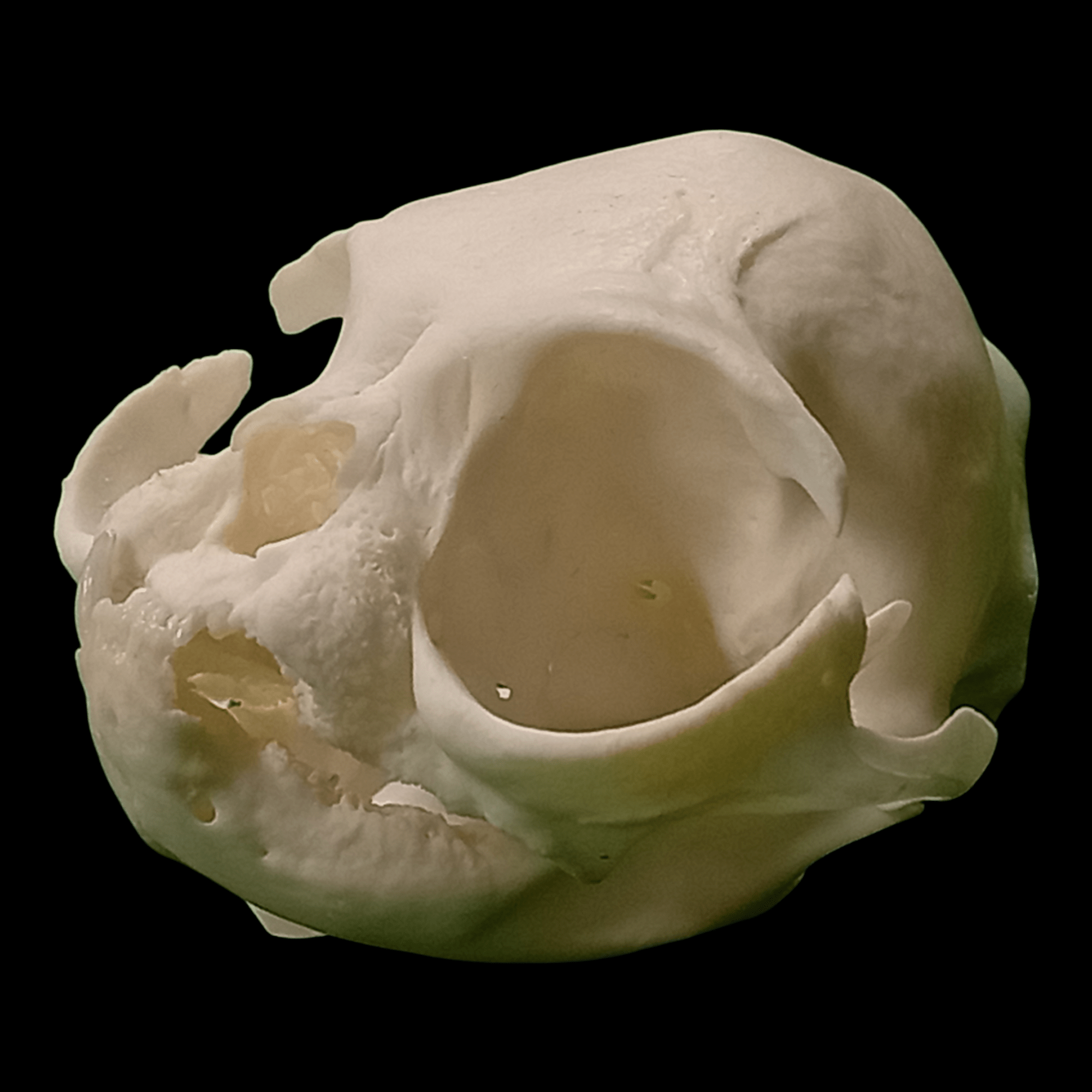 Persian cat skull - Lost archives store - product_name_for_sale - product_name_for_sale_australia - category_name