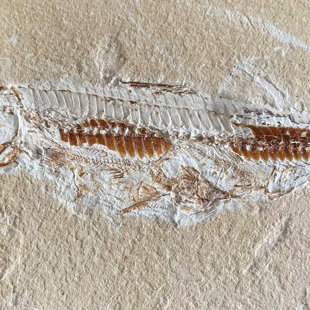 Prionolepis fossil - Lost archives store - product_name_for_sale - product_name_for_sale_australia - category_name
