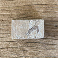 Pseudosculda laevis Mantis shrimp fossil - Lost archives store - product_name_for_sale - product_name_for_sale_australia - category_name