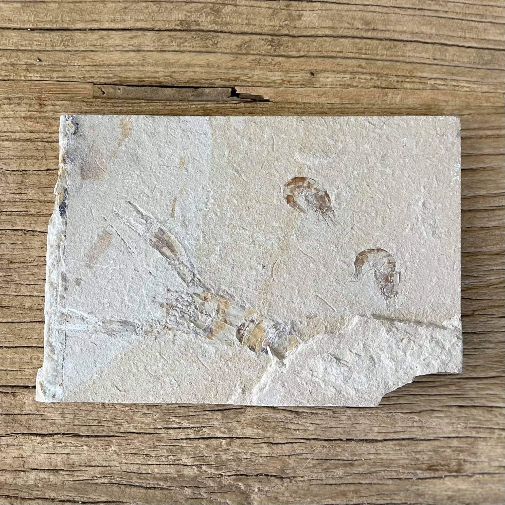 Pseudostacus fossil - Lost archives store - product_name_for_sale - product_name_for_sale_australia - category_name
