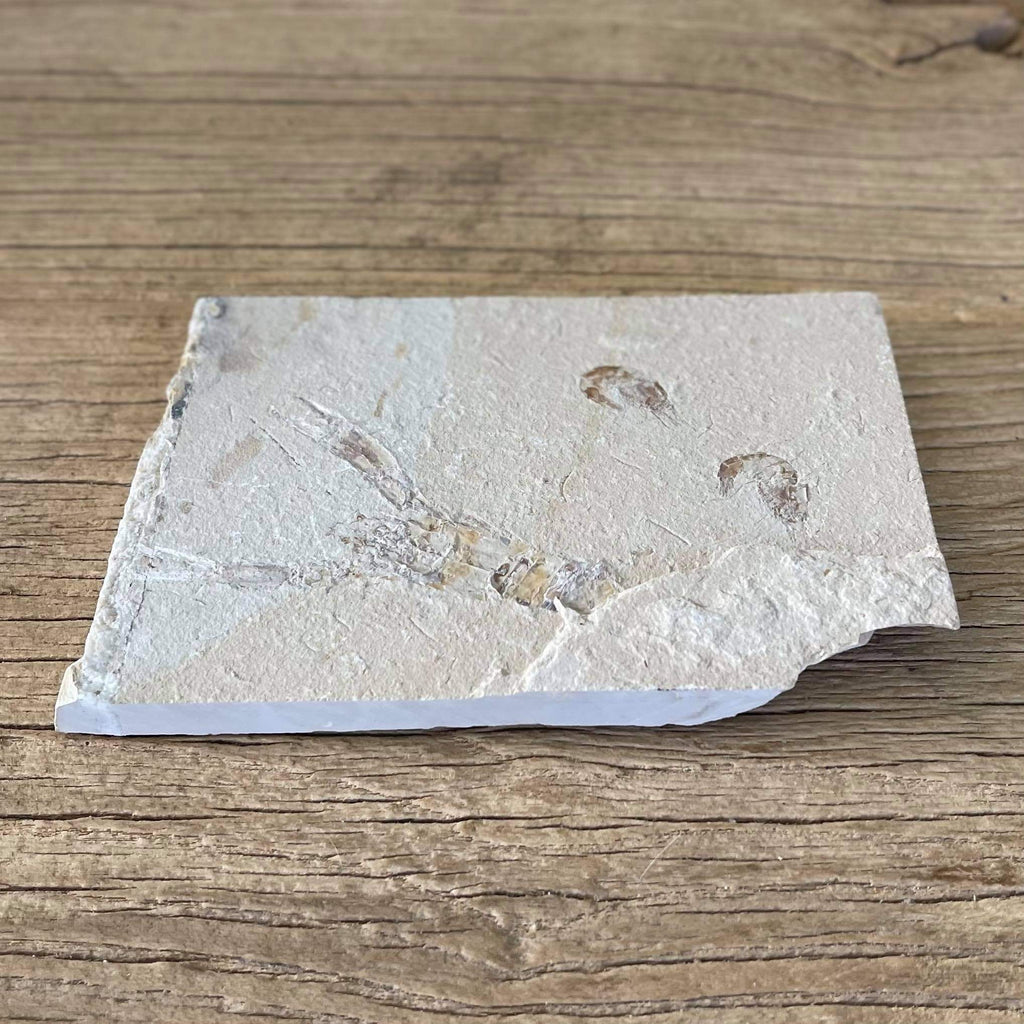 Pseudostacus fossil - Lost archives store - product_name_for_sale - product_name_for_sale_australia - category_name