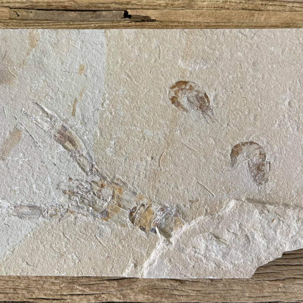 Pseudostacus fossil - Lost archives store - product_name_for_sale - product_name_for_sale_australia - category_name