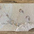 Pseudostacus fossil - Lost archives store - product_name_for_sale - product_name_for_sale_australia - category_name