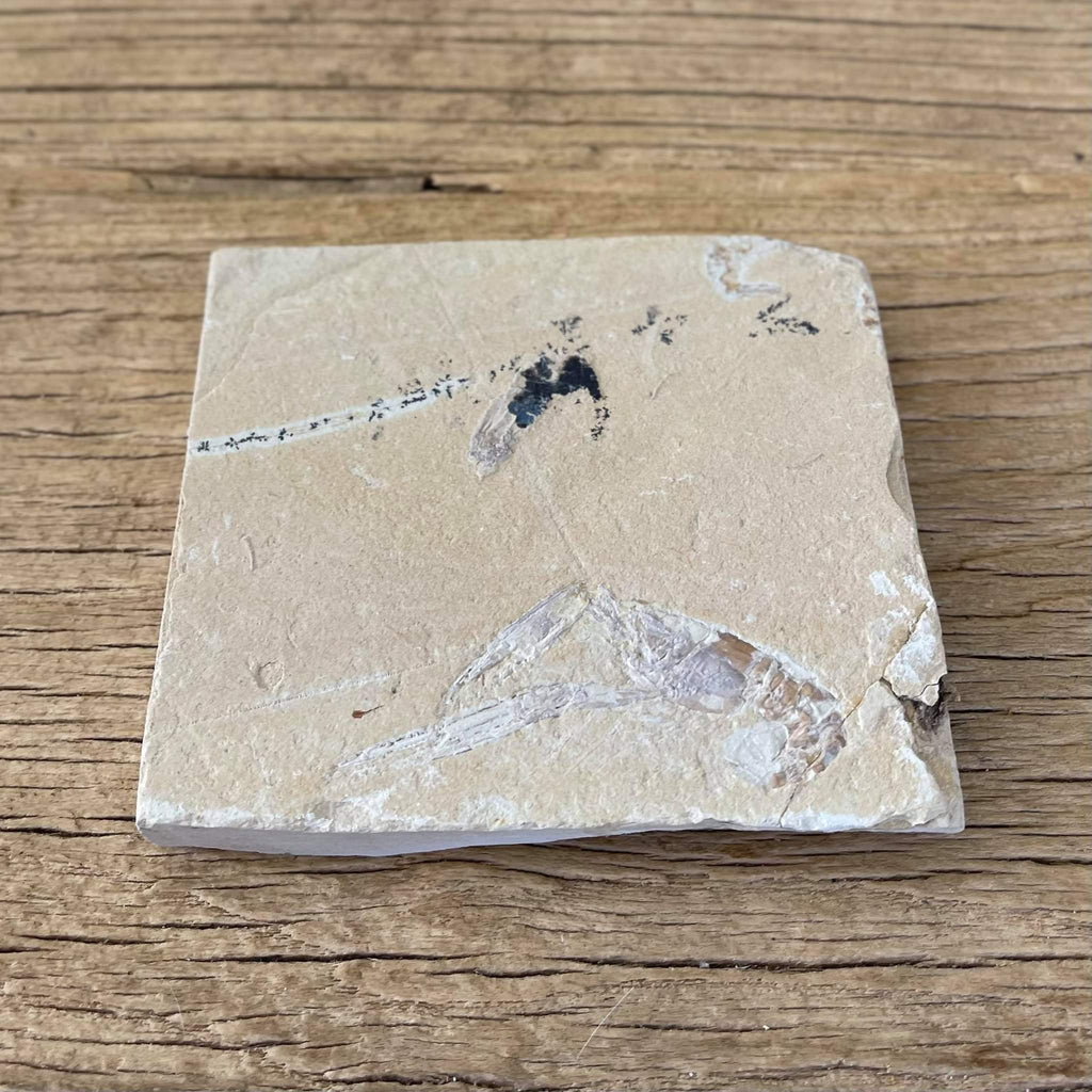 Pseudostacus fossil - Lost archives store - product_name_for_sale - product_name_for_sale_australia - category_name