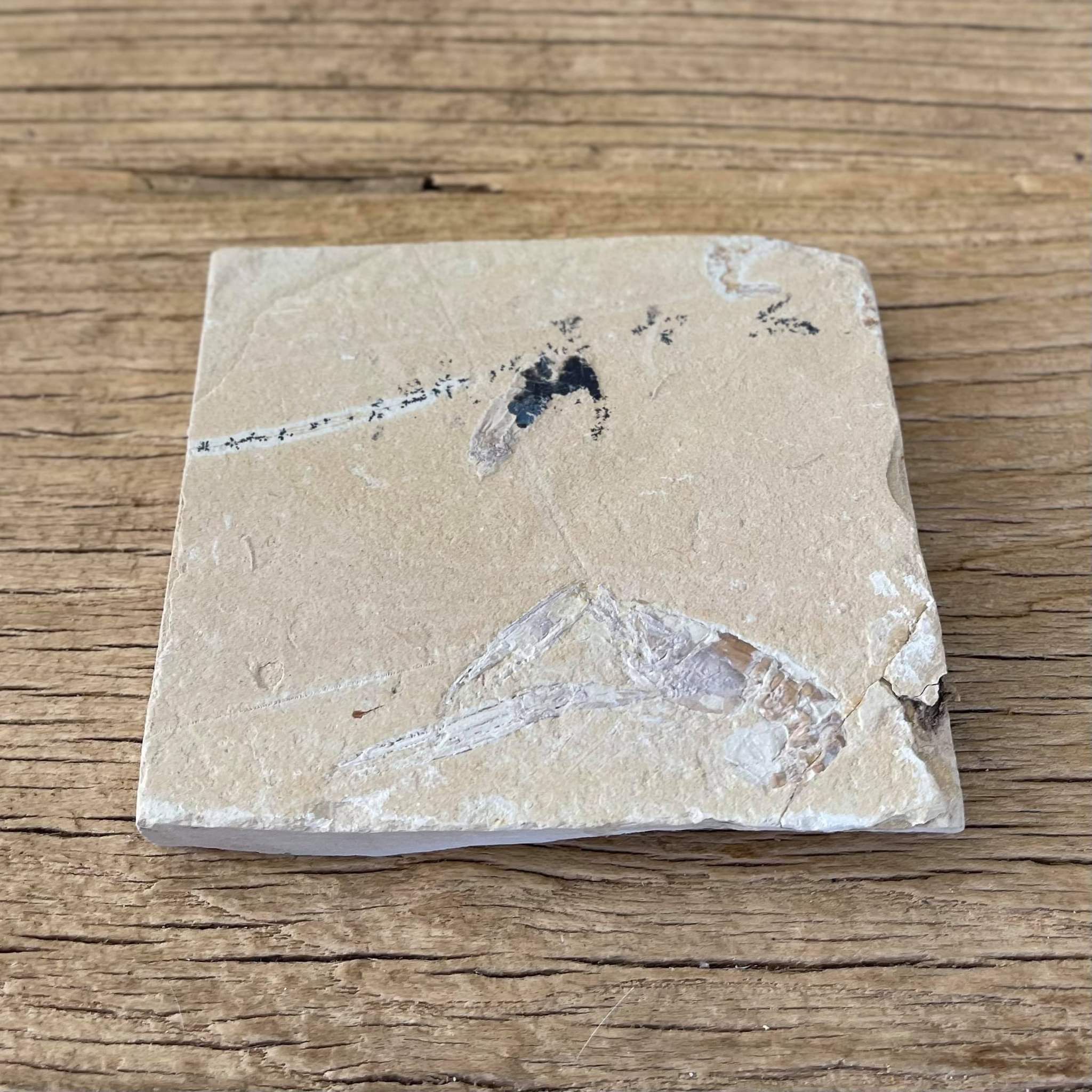 Pseudostacus fossil - Lost archives store - product_name_for_sale - product_name_for_sale_australia - category_name