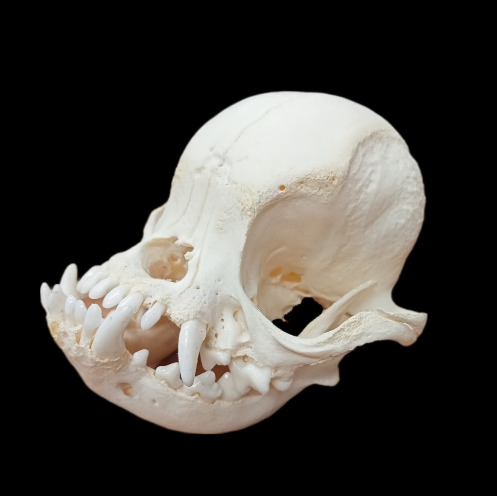 Pug Skull - Lost archives store - product_name_for_sale - product_name_for_sale_australia - category_name