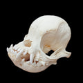 Pug Skull - Lost archives store - product_name_for_sale - product_name_for_sale_australia - category_name