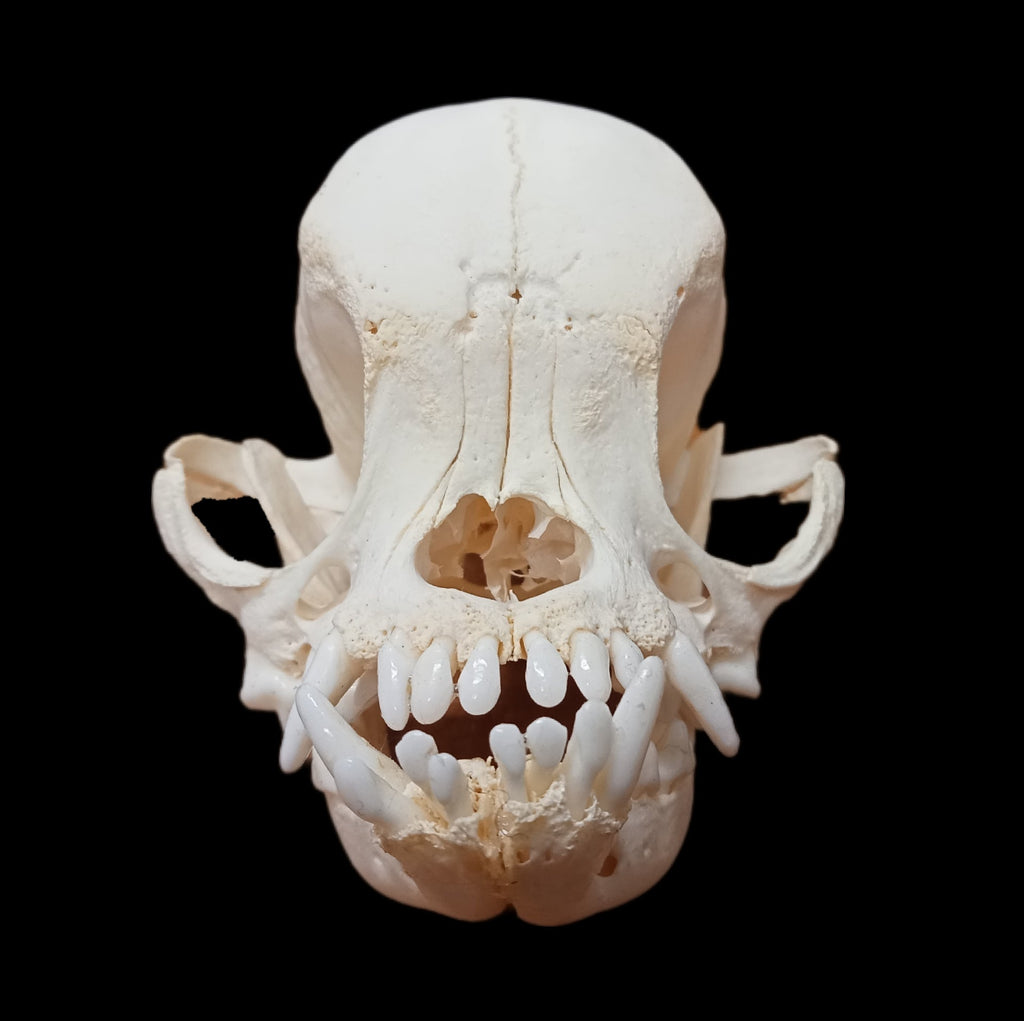 Pug Skull - Lost archives store - product_name_for_sale - product_name_for_sale_australia - category_name