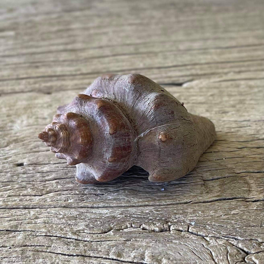 Pugilina cochlidium - Lost archives store - product_name_for_sale - product_name_for_sale_australia - category_name