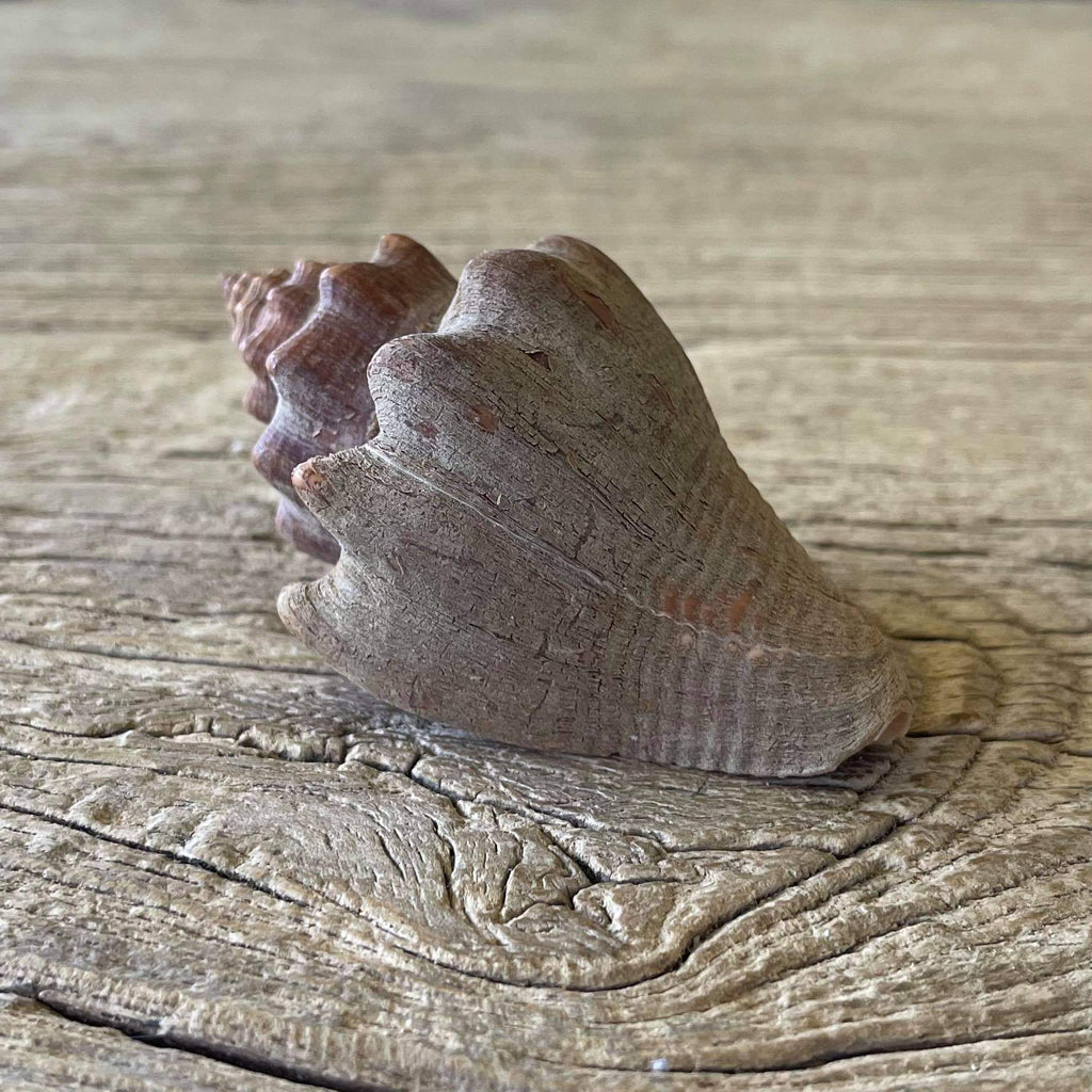 Pugilina cochlidium - Lost archives store - product_name_for_sale - product_name_for_sale_australia - category_name