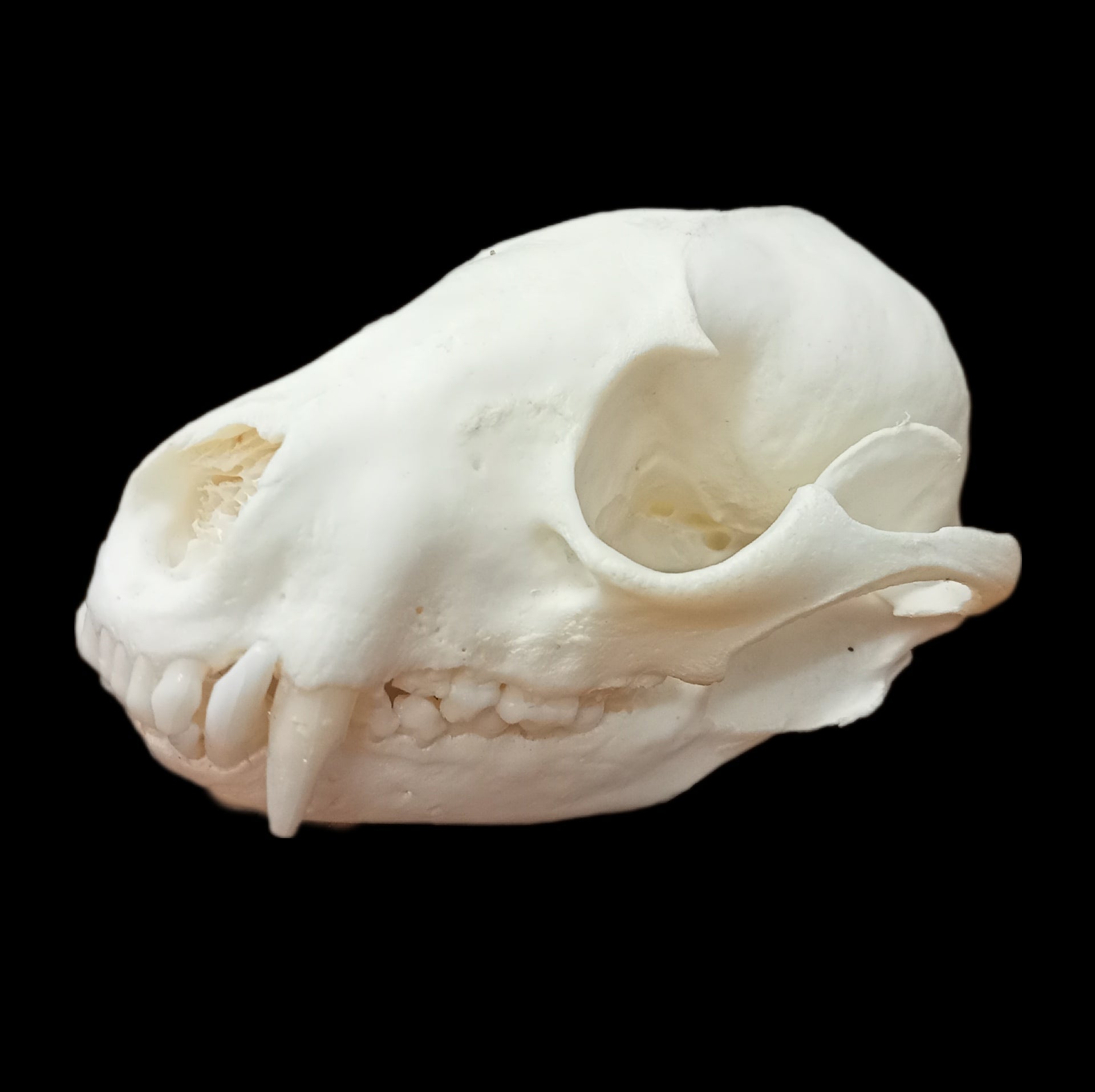 Racoon skull - Lost archives store - product_name_for_sale - product_name_for_sale_australia - category_name