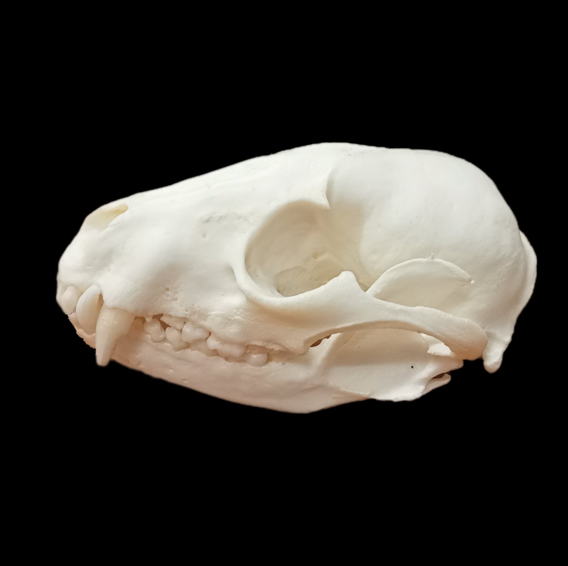 Racoon skull - Lost archives store - product_name_for_sale - product_name_for_sale_australia - category_name